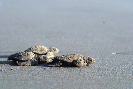 Olive Ridley Hatchlings